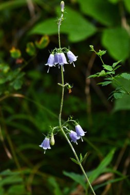  Adenophora triphylla (Japon bayan çanı) çiçekler. Campanulaceae daimi bitkileri. Soluk mor çan şeklindeki çiçekler yazın başlangıcından sonbaharın başına kadar çiçek açar..