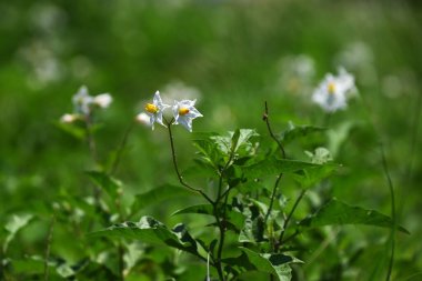 Carolina at ısırganı (Solanum carolinense) çiçekleri. Solanaceae daimi bitkileri. Keskin dikenli zehirli bir bitki ve yazın açan beyaz çiçekler..