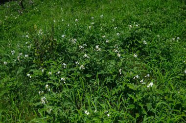 Carolina at ısırganı (Solanum carolinense) çiçekleri. Solanaceae daimi bitkileri. Keskin dikenli zehirli bir bitki ve yazın açan beyaz çiçekler..