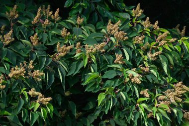 Japon mallotus meyveleri (kapsül). Euphorbiaceae dioecious yaprak döken ağaç. Kapsüllerin yumuşak dikenleri vardır ve sonbaharda olgunlaşır, mor-siyah tohumlar üretirler..