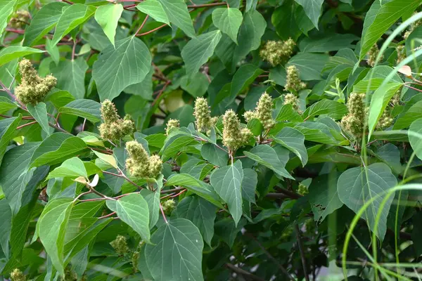Japon mallotus meyveleri (kapsül). Euphorbiaceae dioecious yaprak döken ağaç. Kapsüllerin yumuşak dikenleri vardır ve sonbaharda olgunlaşır, mor-siyah tohumlar üretirler..