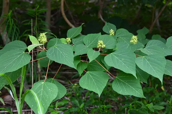 Japon mallotus meyveleri (kapsül). Euphorbiaceae dioecious yaprak döken ağaç. Kapsüllerin yumuşak dikenleri vardır ve sonbaharda olgunlaşır, mor-siyah tohumlar üretirler..
