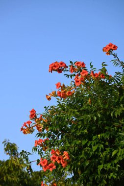 Yaz sıcağına rağmen portakal çiçekleri açan 'Trompet Vine Çiçeği' yaz bahçesinin yıldızıdır. Bignoniaceae yaprak döken asma çalısı.