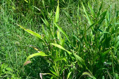  Job 'un gözyaşları (Coix lacyma-jobi). Suyun yanında yetişen bir poaceae bitkisi, çiçekler sivri uçludur ve küresel meyveler doğal kolyeler yapmak için kullanılır..