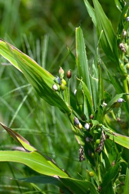  Job 'un gözyaşları (Coix lacyma-jobi). Suyun yanında yetişen bir poaceae bitkisi, çiçekler sivri uçludur ve küresel meyveler doğal kolyeler yapmak için kullanılır..