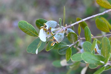  Feijoa yazın güzel çiçek açar ve sonbaharda güzel kokulu, tatlı ve ekşi meyve üretir. Myrtaceae ailesi daima yeşil tropikal meyve ağacı.