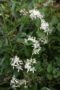 Clematis terniflora (Tatlı sonbahar klemati) çiçekleri. Lanunculaceae perennal sarmaşık. Beyaz çiçekler yazdan sonbaharın başına kadar açar. Yapraklar ve saplar zehirlidir..
