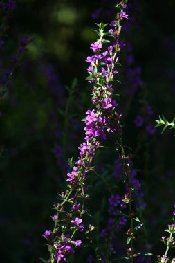 Lythrum atalarının (Loosestrife) sonbahar melteminde salınan çiçekleri güzel bir manzaradır. Lythraceae bitkileri..