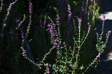 Lythrum atalarının (Loosestrife) sonbahar melteminde salınan çiçekleri güzel bir manzaradır. Lythraceae bitkileri..