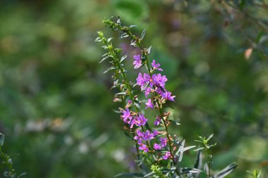 Lythrum atalarının (Loosestrife) sonbahar melteminde salınan çiçekleri güzel bir manzaradır. Lythraceae bitkileri..