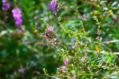 Lythrum atalarının (Loosestrife) sonbahar melteminde salınan çiçekleri güzel bir manzaradır. Lythraceae bitkileri..