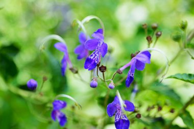 Mavi spiraea (Tripora divaricata) çiçekleri. Lamiaceae bitkileri. Ağustos 'tan Eylül' e kadar mavi-mor tomurcuklar ve serin görünümlü çiçekler üretiyorlar..