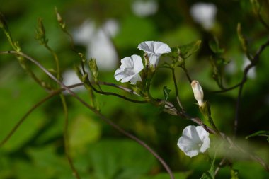 Ipomoea lacunosa (Pitted Morning Glory) çiçekleri. Yıllık sarmaşığı da ekleyin. Yıldız şeklinde beyaz çiçekler yazdan sonbahara kadar açar..
