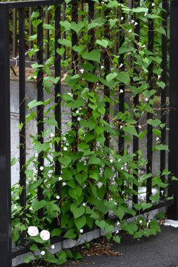  Ipomoea lacunosa (Pitted Morning Glory) çiçekleri. Yıllık sarmaşığı da ekleyin. Yıldız şeklinde beyaz çiçekler yazdan sonbahara kadar açar..