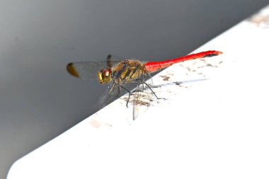 Erkek bir Sympetrum risi risi. Böcek Odonata Libellulidae Sympetrinae Dragonfly. Erkeğin karnı olgunlaştığında kıpkırmızı olur..