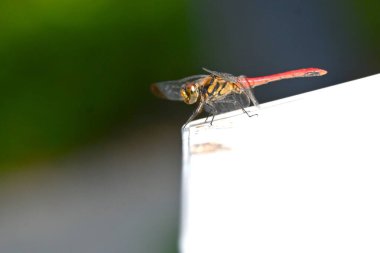 Erkek bir Sympetrum risi risi. Böcek Odonata Libellulidae Sympetrinae Dragonfly. Erkeğin karnı olgunlaştığında kıpkırmızı olur..