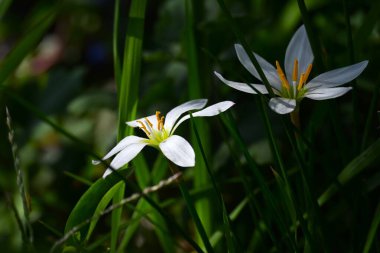Beyaz yağmurlu zambak (Zephyranthes candida) çiçekleri. Amarillidaceae soğanlı bitkiler. Beyaz çiçekler yazdan sonbaharın başına kadar açar. Ampuller likorin içerir, onları zehirli yapar..