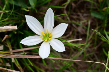 Beyaz yağmurlu zambak (Zephyranthes candida) çiçekleri. Amarillidaceae soğanlı bitkiler. Beyaz çiçekler yazdan sonbaharın başına kadar açar. Ampuller likorin içerir, onları zehirli yapar..