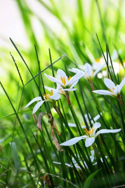 Beyaz yağmurlu zambak (Zephyranthes candida) çiçekleri. Amarillidaceae soğanlı bitkiler. Beyaz çiçekler yazdan sonbaharın başına kadar açar. Ampuller likorin içerir, onları zehirli yapar..