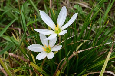 Beyaz yağmurlu zambak (Zephyranthes candida) çiçekleri. Amarillidaceae soğanlı bitkiler. Beyaz çiçekler yazdan sonbaharın başına kadar açar. Ampuller likorin içerir, onları zehirli yapar..