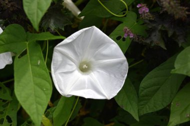  Zarif ve nadir bulunan beyaz sabah çiçekleri. Beyaz sabah zaferi, anthocyanin pigmentini üreten gen eksikliğinden doğar..