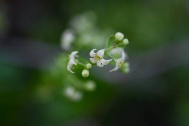 Daha çılgın (Rubia argyi) çiçekleri. Japon nane 'Akane'. Rubiaceae daimi asması. Küçük soluk sarı çiçekler sonbaharın başlarında açar. Kökler daha kızgın kırmızıdır ve boya olarak kullanılabilir..