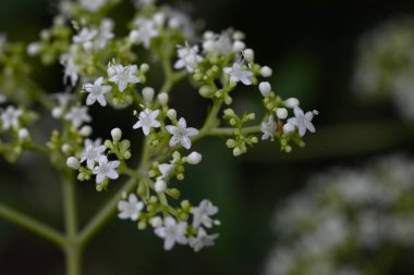 White patrinia (Patrinia villosa) flowers. Valerianaceae perennial. Numerous small white flowers bloom in cymes from summer to autumn.