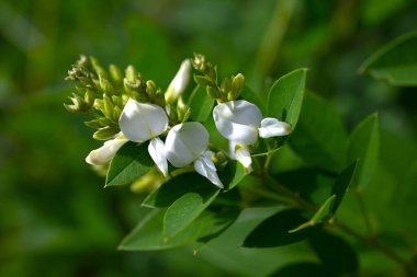 Japon beyaz yonca çiçekleri. Fabaceae yaprak döken çalı. Bahçelerde esen meltemde sallanan zarif beyaz kelebek şeklindeki çiçekler Japonya 'da sonbaharın bir sembolüdür..