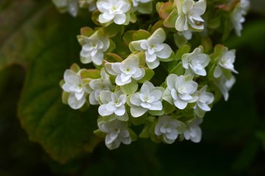 Meşe yaprağı ortancası (ortanca quercifolia) çiçekleri. Ortanca otu. Bu çiçek yağmur mevsiminde açar ve çekici büyük beyaz çiçek kümelerine sahiptir..