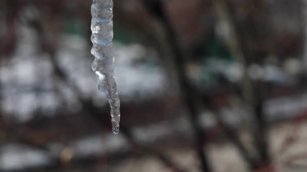 Tropfen Tropfen Von Einem Eiszapfen Frühling Stadt — Stockvideo