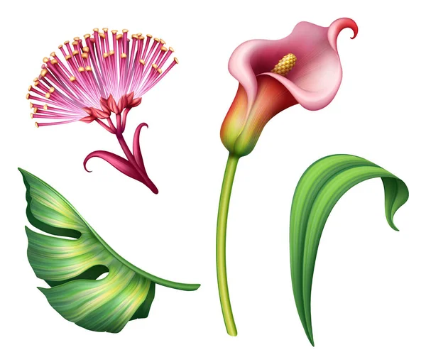 热带各种树叶和花卉的数字植物学图解将艺术元素从白色背景中分离出来 — 图库照片