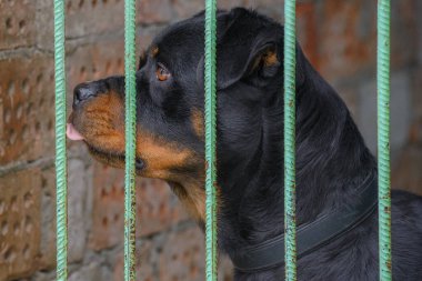 Hayvan barınağındaki Rottweiler cinsinin köpeği..