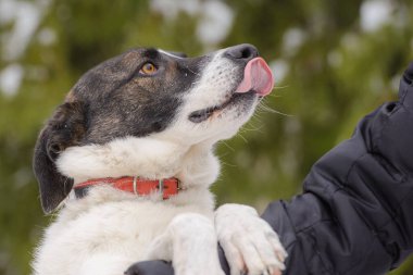 Yakından melez köpeğin sevimli bir portresi..