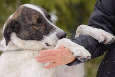 Yakından melez köpeğin sevimli bir portresi..