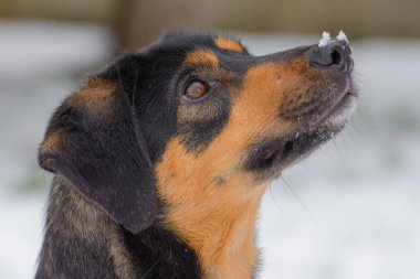 Yakından melez köpeğin sevimli bir portresi..