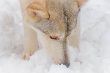 Yakından melez köpeğin sevimli bir portresi..