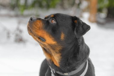 Rottweiler 'ın yakın plan fotoğrafı..