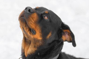 Rottweiler 'ın yakın plan fotoğrafı..