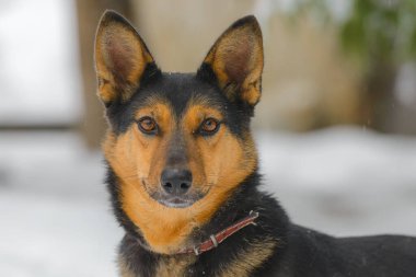 Yakından melez köpeğin sevimli bir portresi..