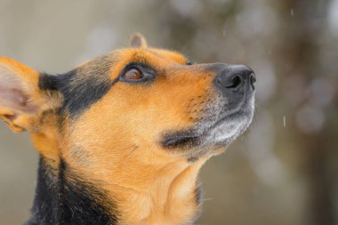Yakından melez köpeğin sevimli bir portresi..