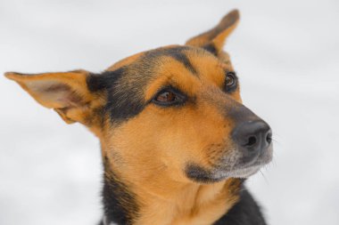 Yakından melez köpeğin sevimli bir portresi..