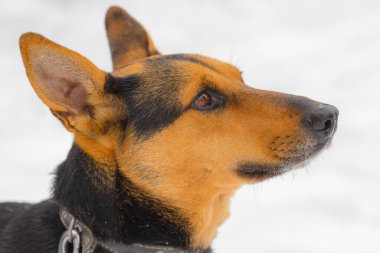 Yakından melez köpeğin sevimli bir portresi..