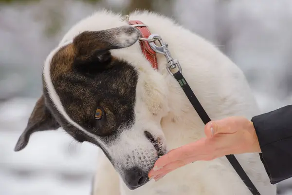 Yakından melez köpeğin sevimli bir portresi..