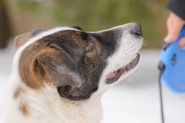 Yakından melez köpeğin sevimli bir portresi..