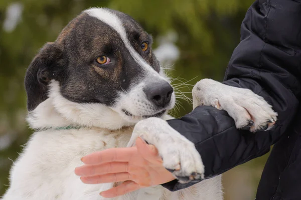Yakından melez köpeğin sevimli bir portresi..