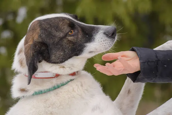 Yakından melez köpeğin sevimli bir portresi..