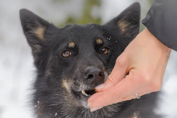 Yakından melez köpeğin sevimli bir portresi..