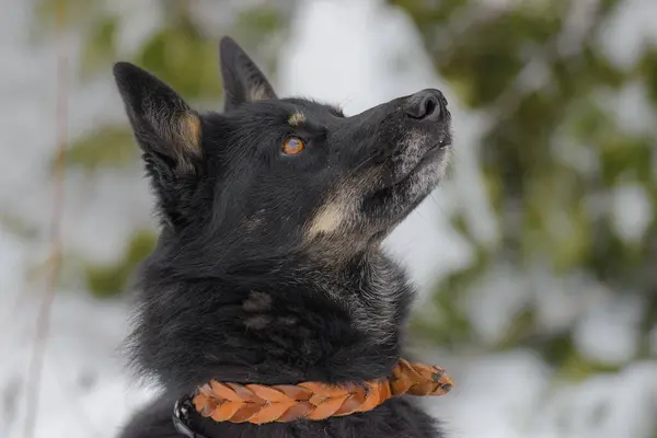 Yakından melez köpeğin sevimli bir portresi..