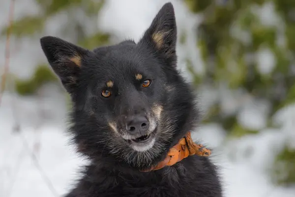 Yakından melez köpeğin sevimli bir portresi..