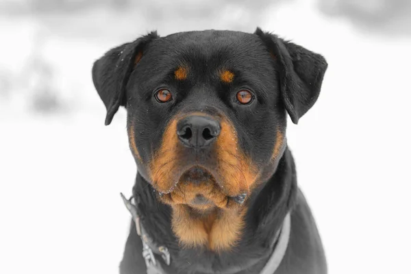 Rottweiler 'ın yakın plan fotoğrafı..